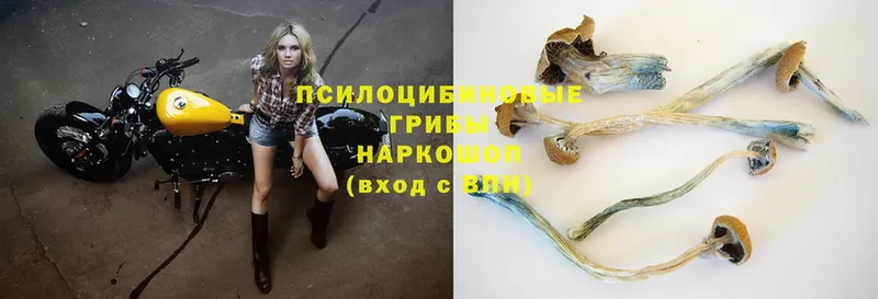 Галлюциногенные грибы MAGIC MUSHROOMS  купить наркотик  Грайворон 