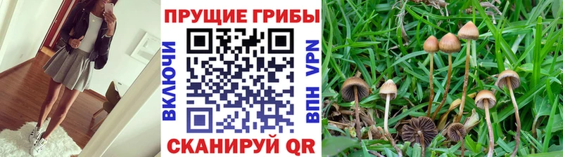 маркетплейс клад  blacksprut ONION  Грайворон  Галлюциногенные грибы GOLDEN TEACHER 